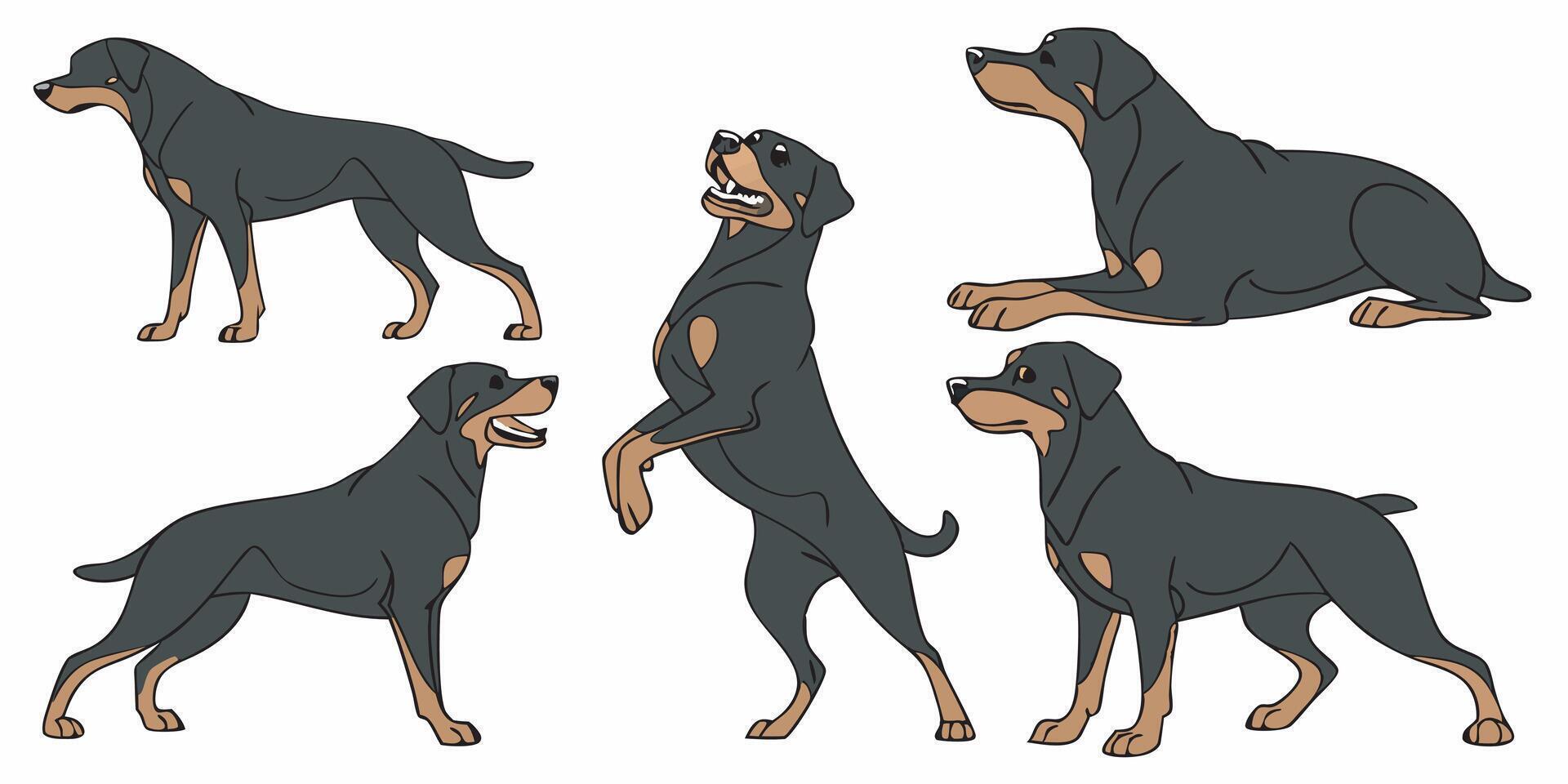 a set of four rotweilers in various poses vector