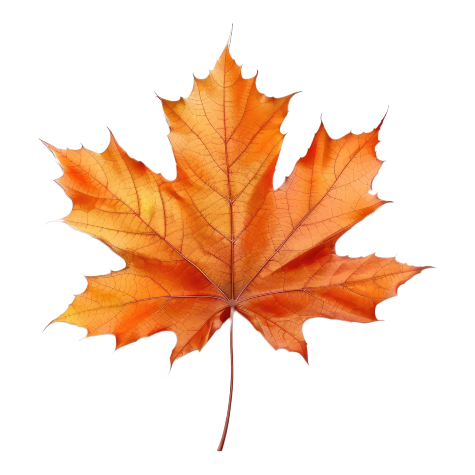An orange maple leaf is shown on a transparent background png
