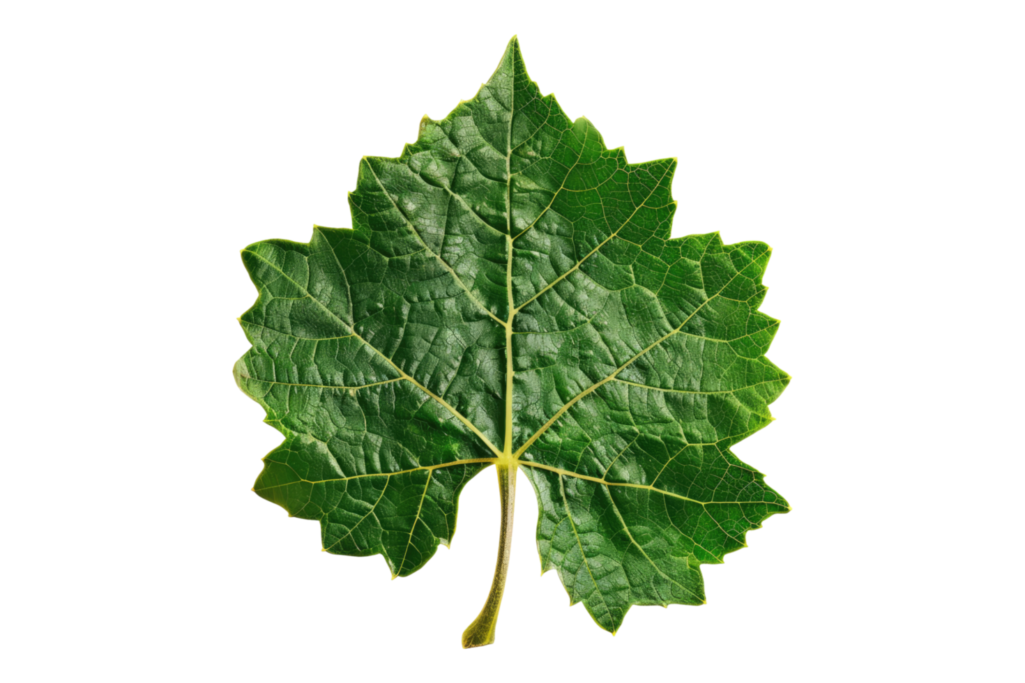 A green leaf on transparent background png