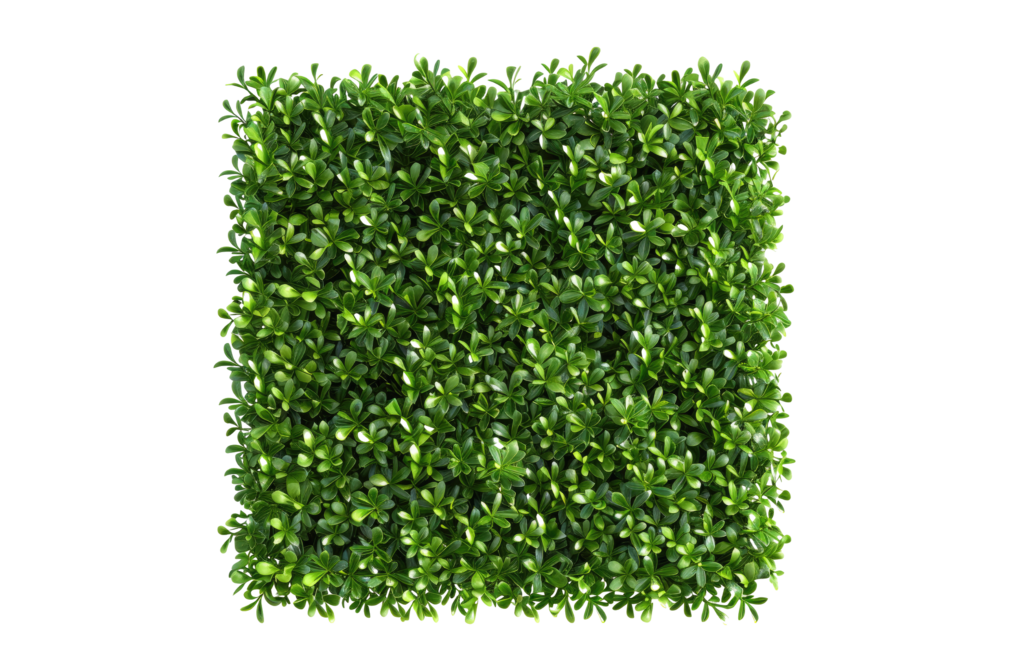 A boxwood hedge on transparent background png