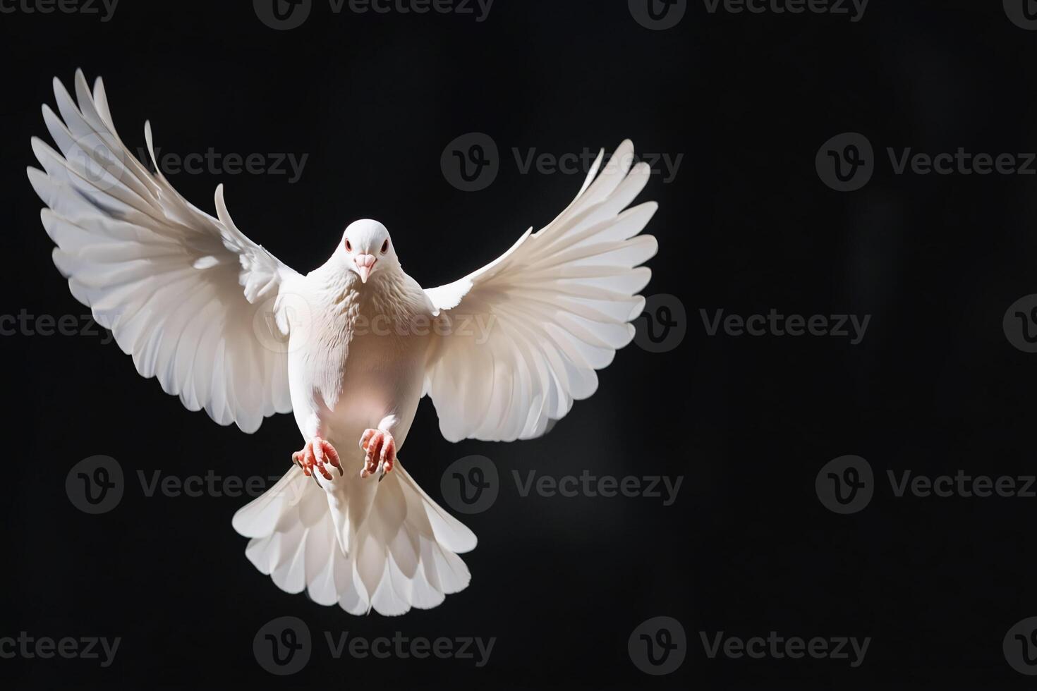 A white dove is flying in the air photo