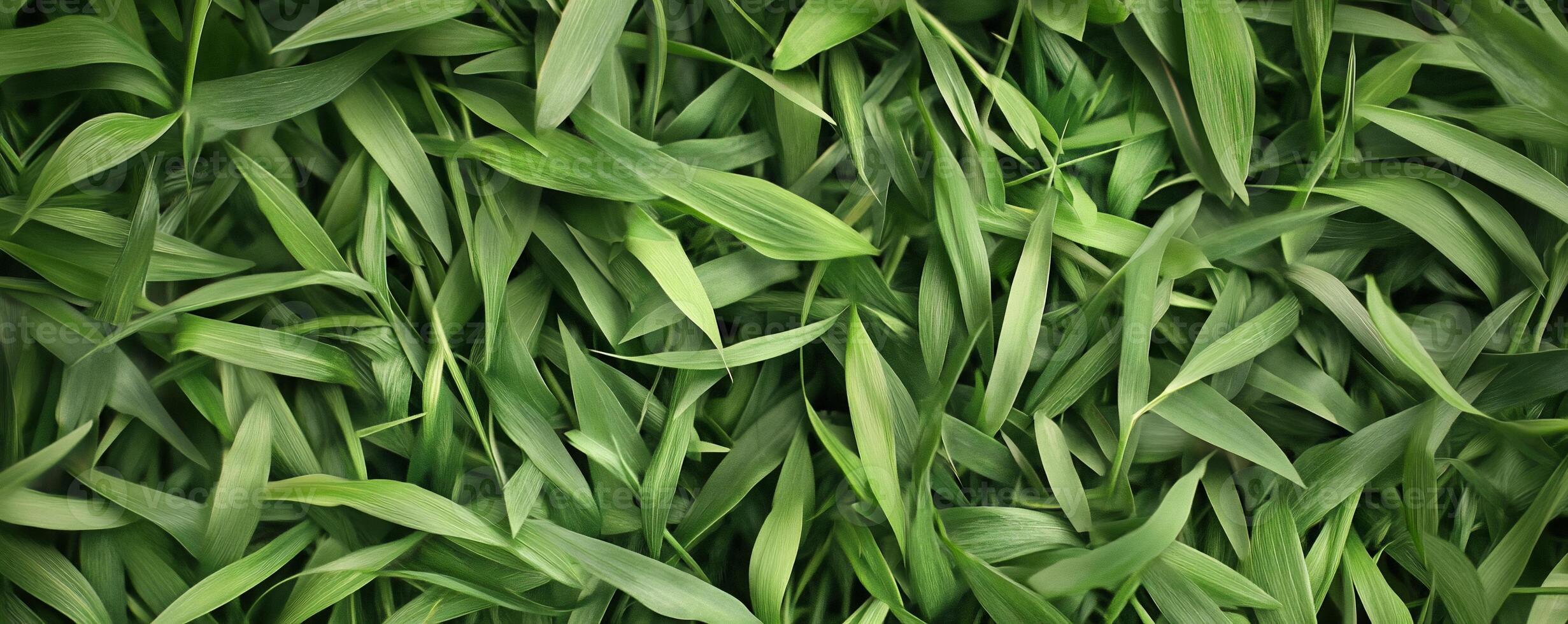 A close up of a field of green grass photo