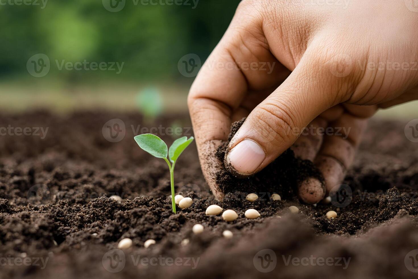 A hand planting seeds in soil next to a small green seedling. photo