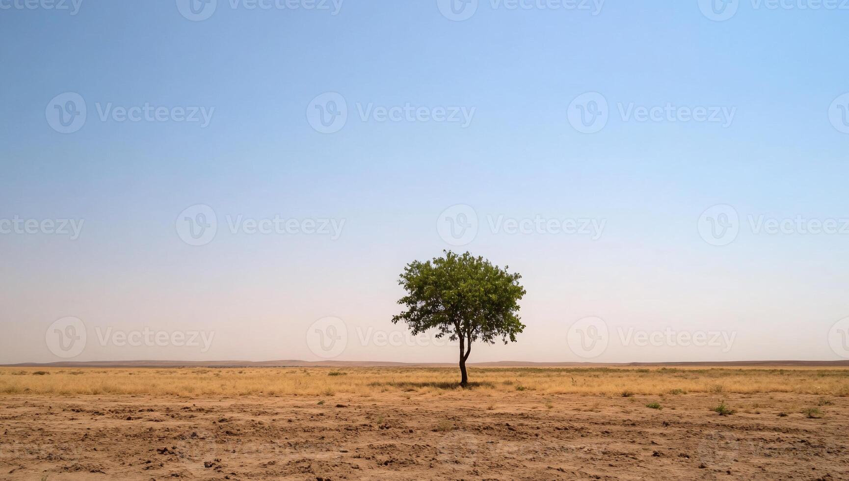 A lone tree stands in the middle of a dry field photo