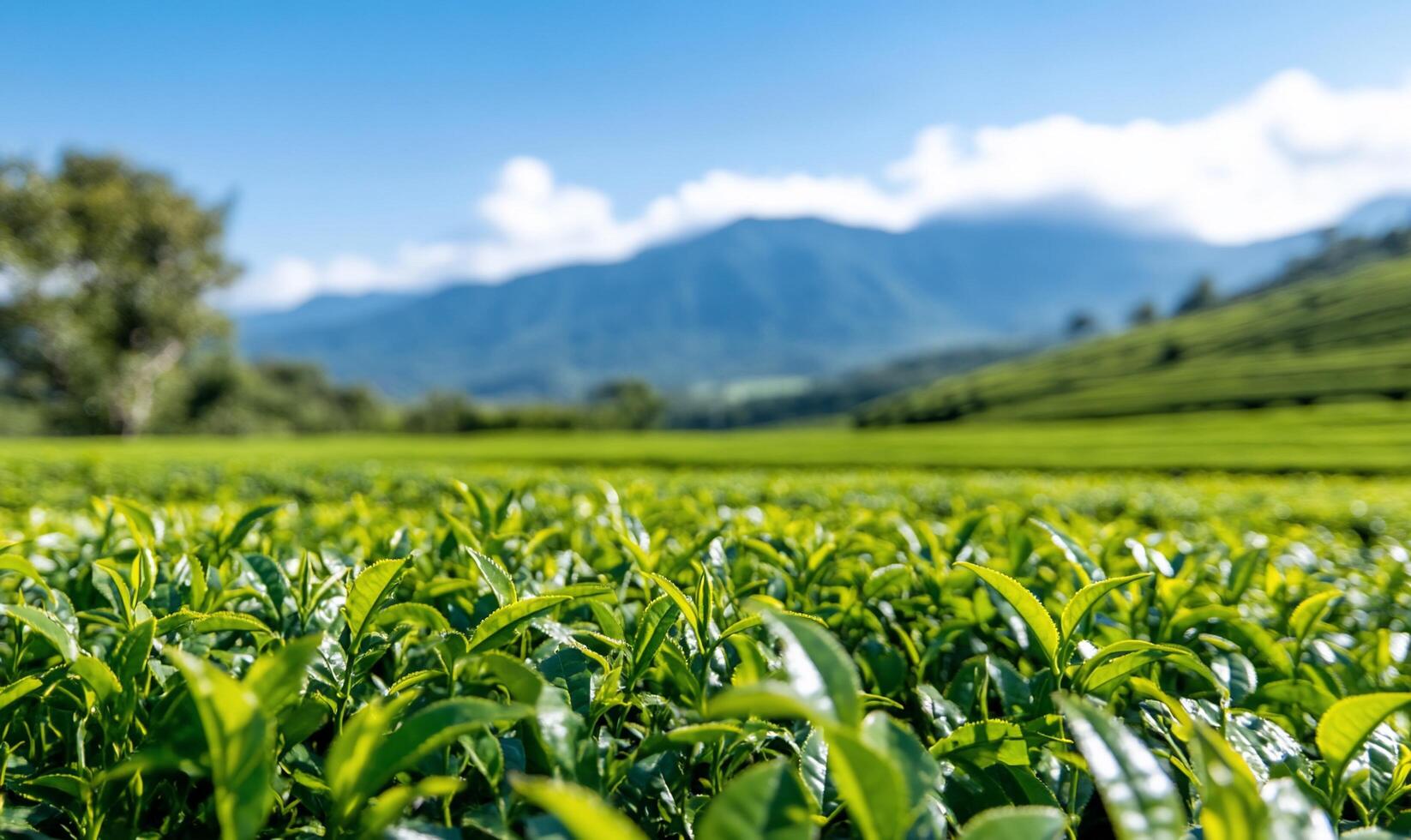 Tea plantation in the mountains photo