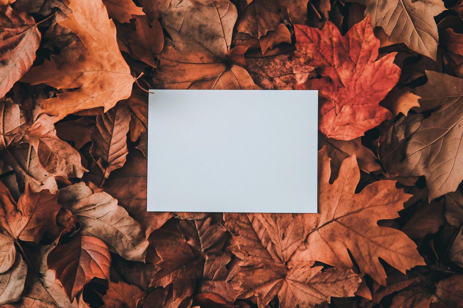 Blank paper on autumn leaves background photo