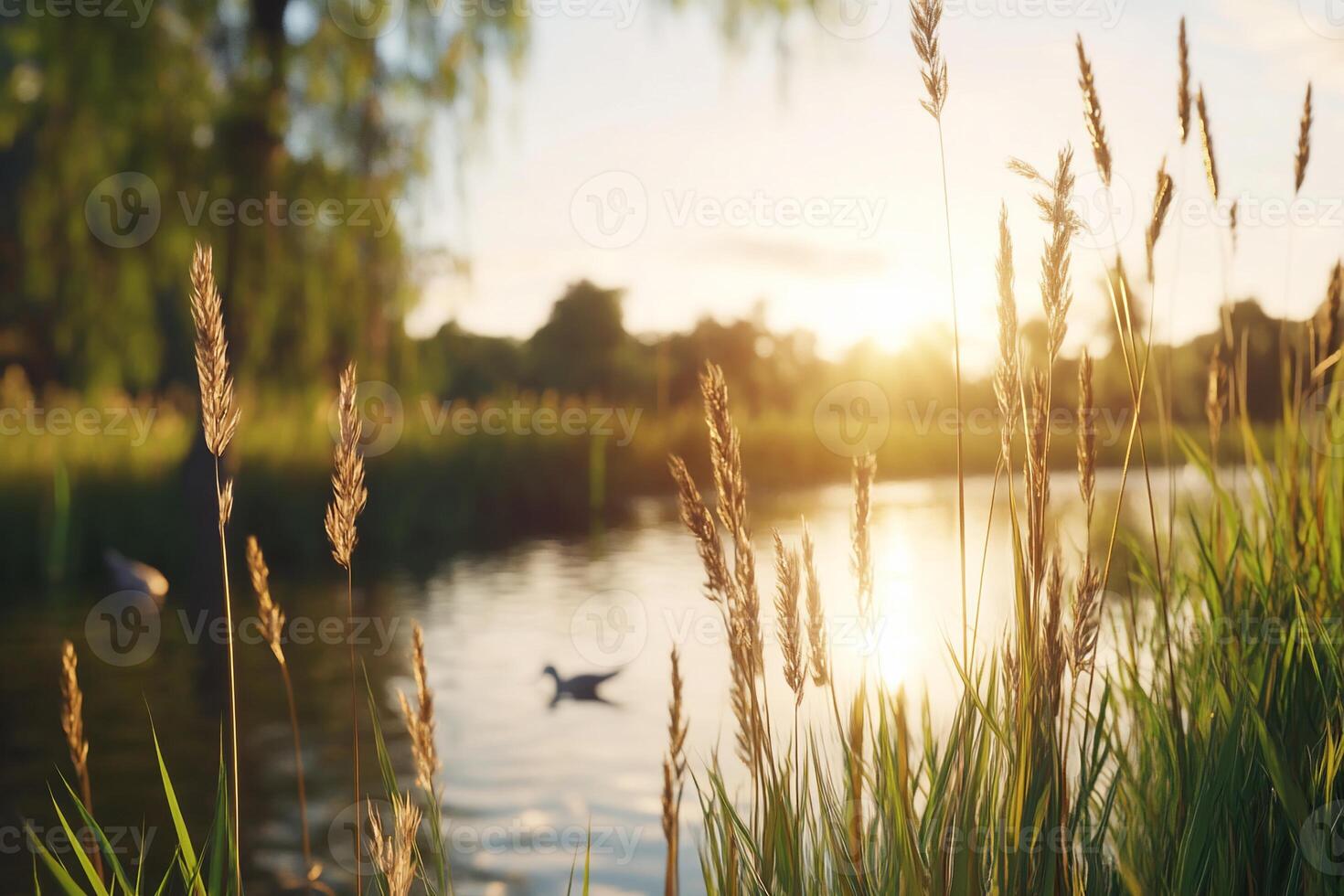 Serene sunset over a tranquil pond with tall grasses and ducks. photo