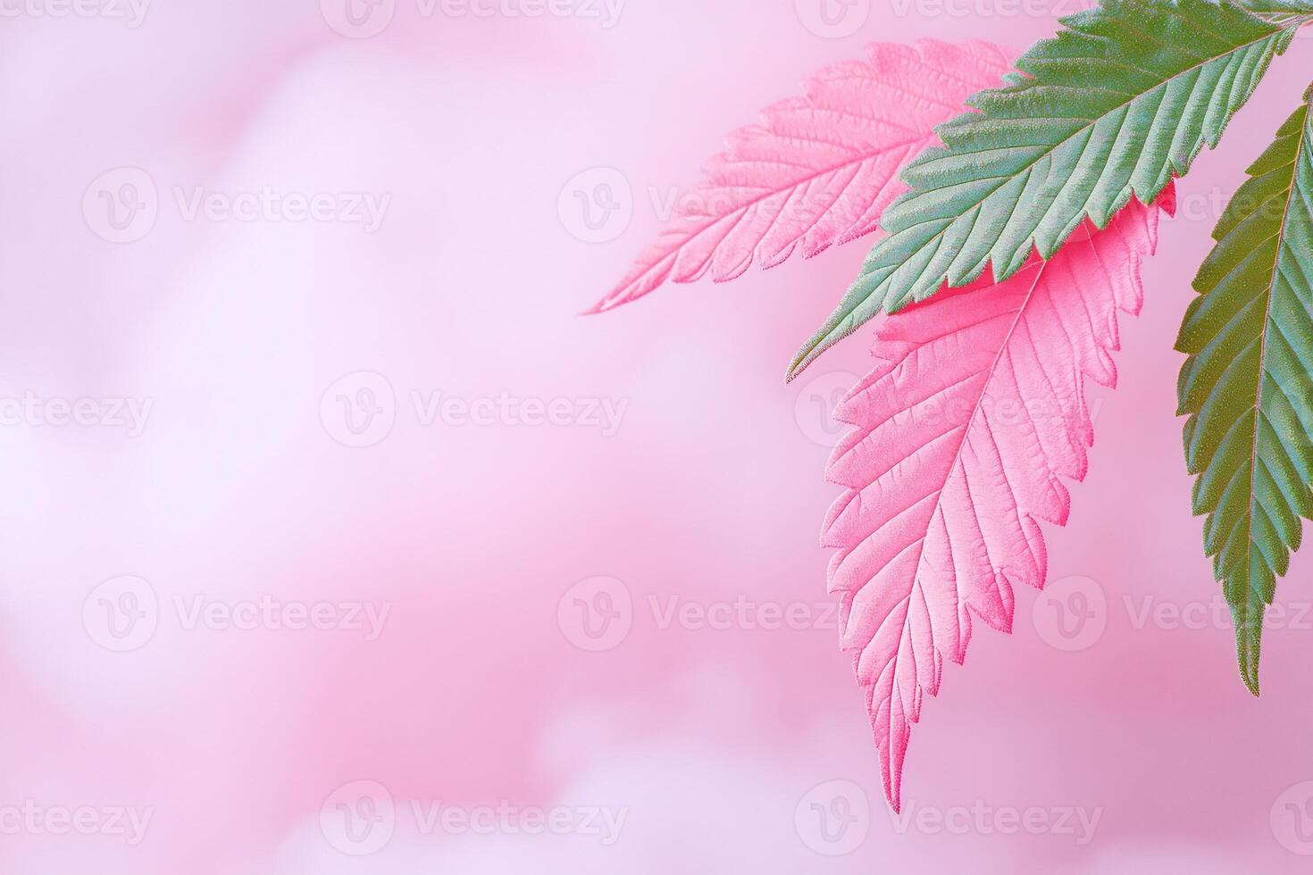 A marijuana leaf on a pink background photo
