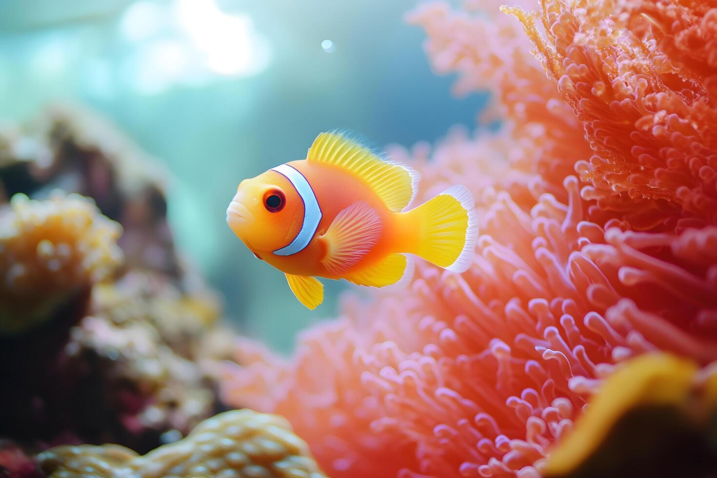 An orange clown fish swimming in an ocean photo