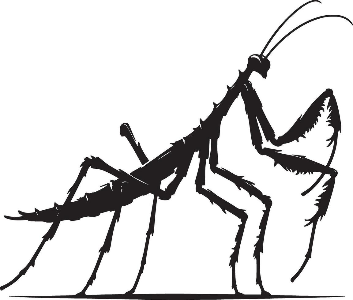 A black and white drawing of a praying mantisce vector