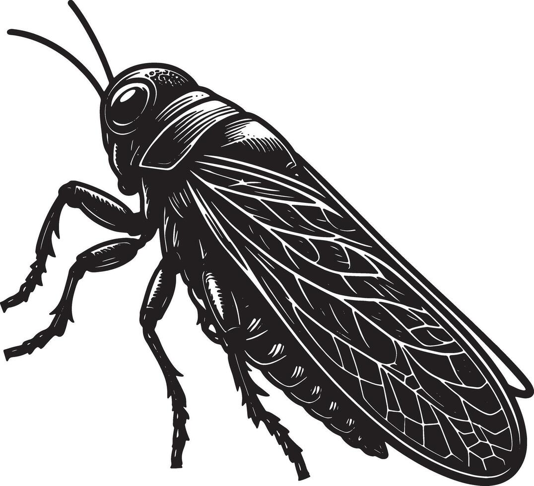 A black and white drawing of a grasshopper vector