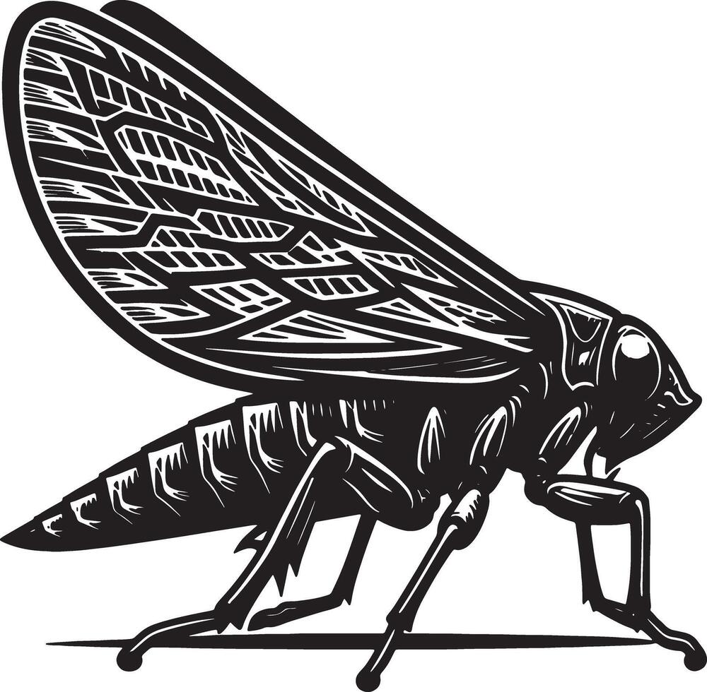 A cicada insect with a black and white design vector