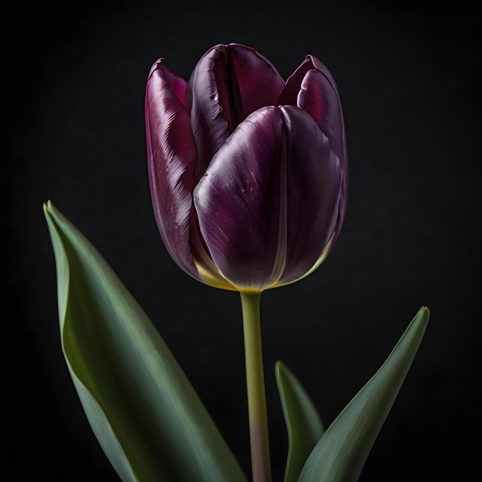 A beautiful minimalist dark purple Tulip photo