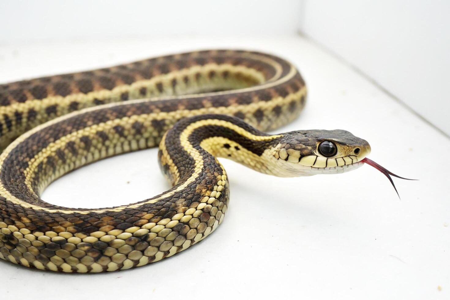 Close-Up of a Garter Snake with Forked Tongue photo