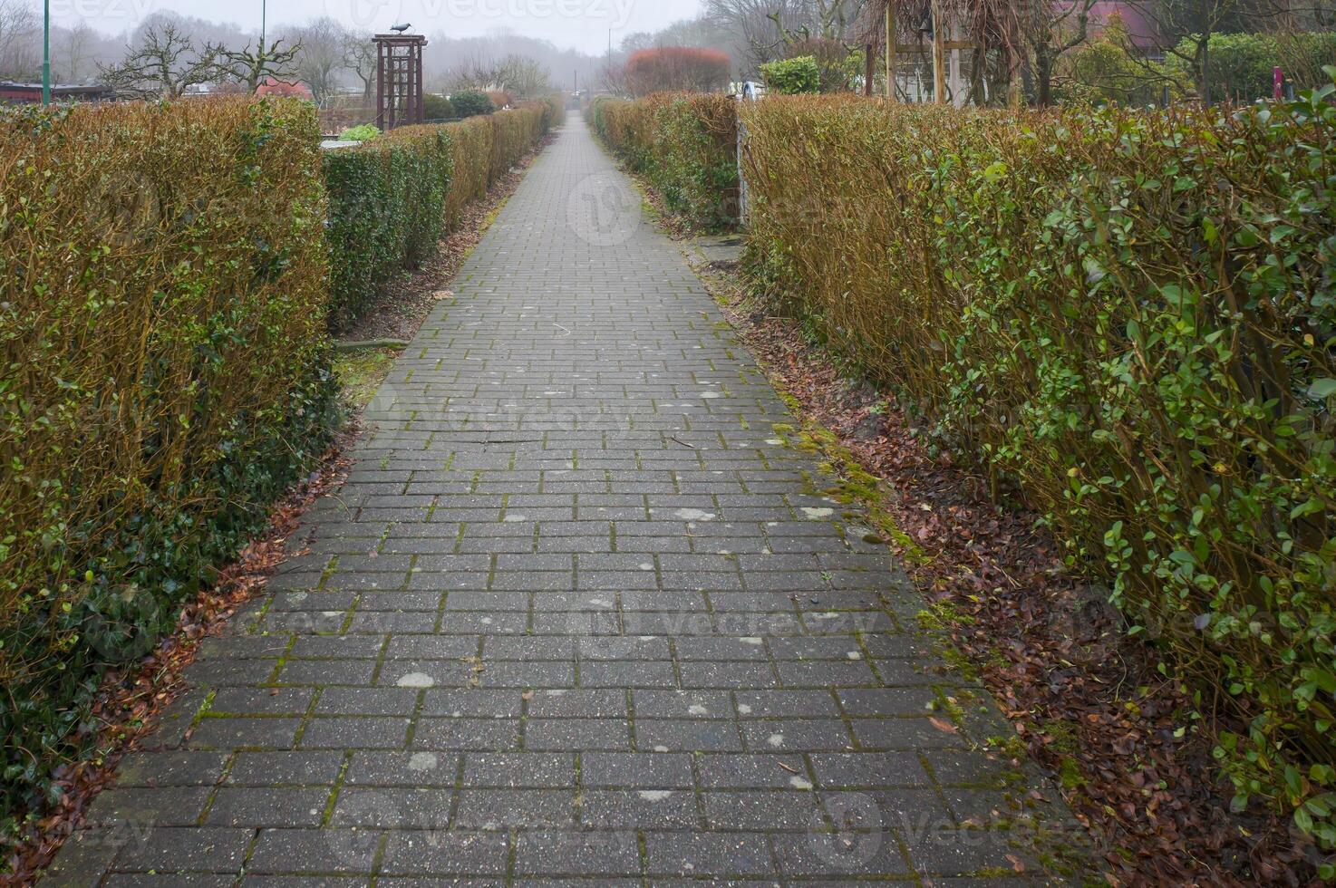 Long pathway through green hedge garden photo