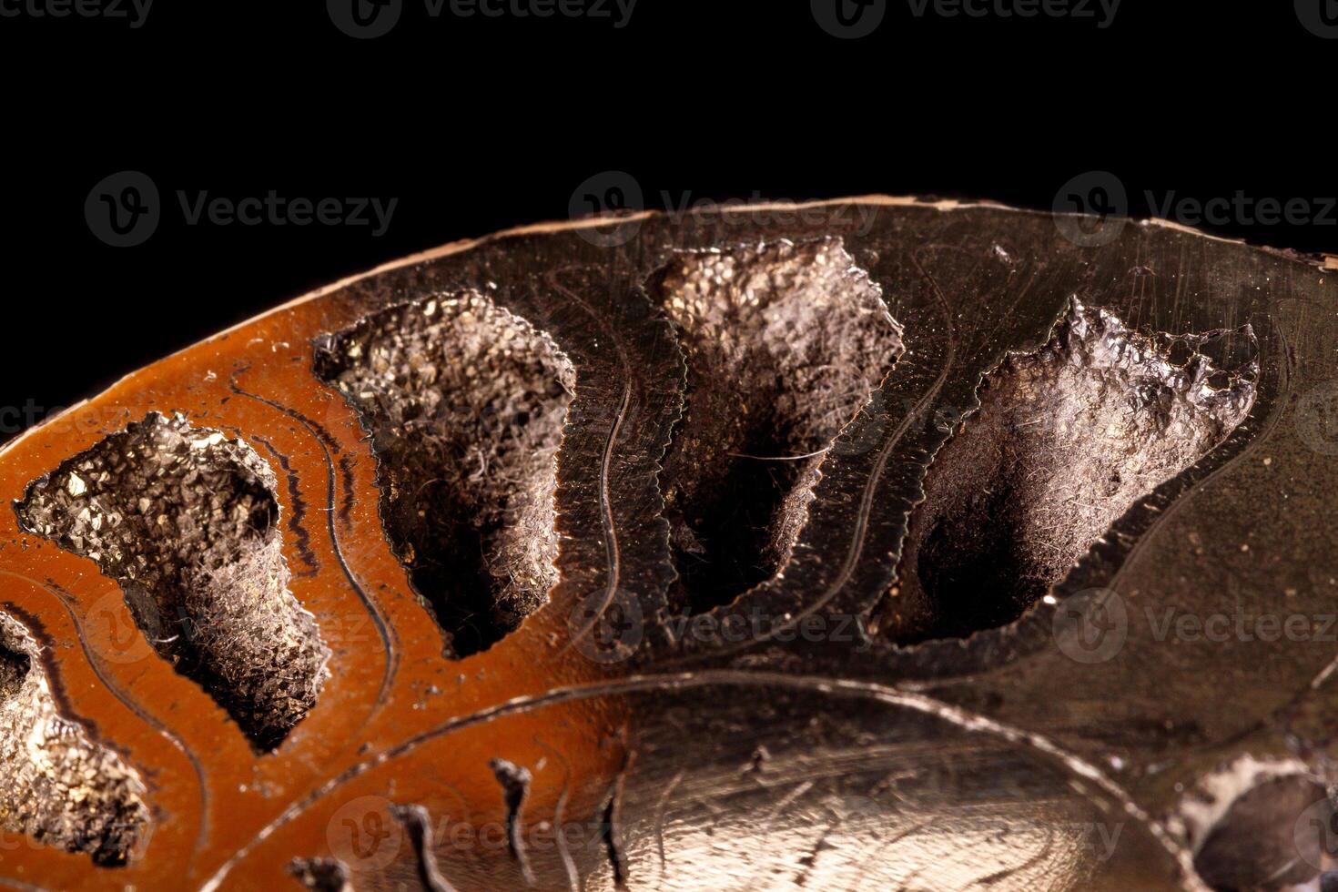 Macro mineral close up stone Ammonite shell on a black background photo