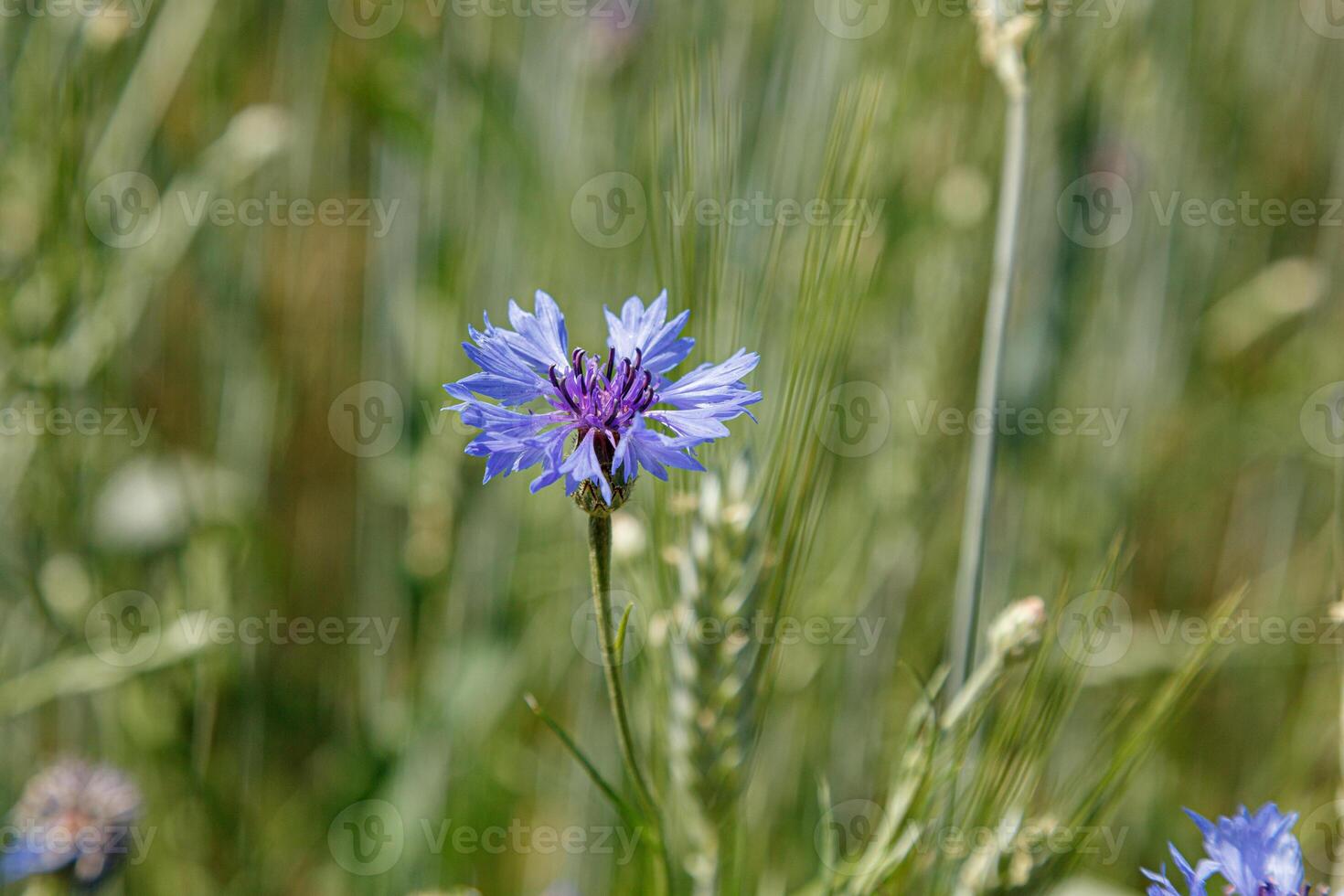 Beautiful field with cornflowers a close up photo