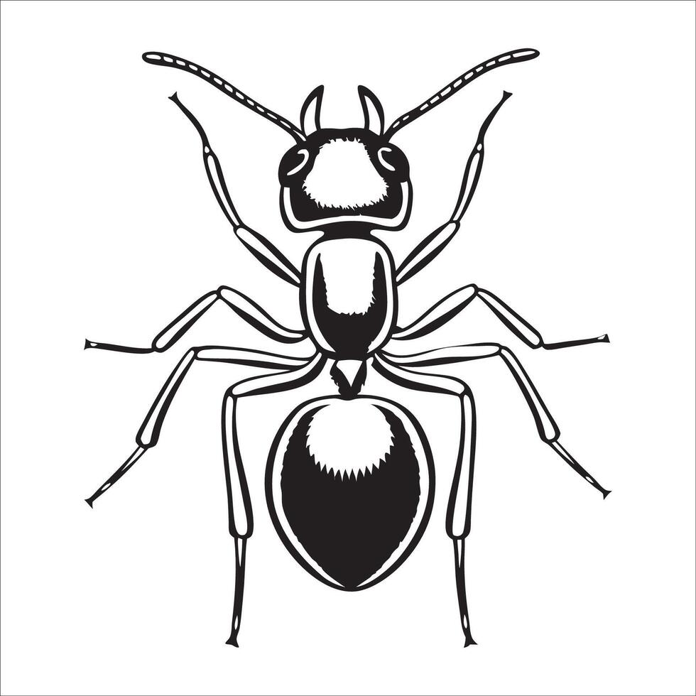 A drawing of black ants on a white background vector
