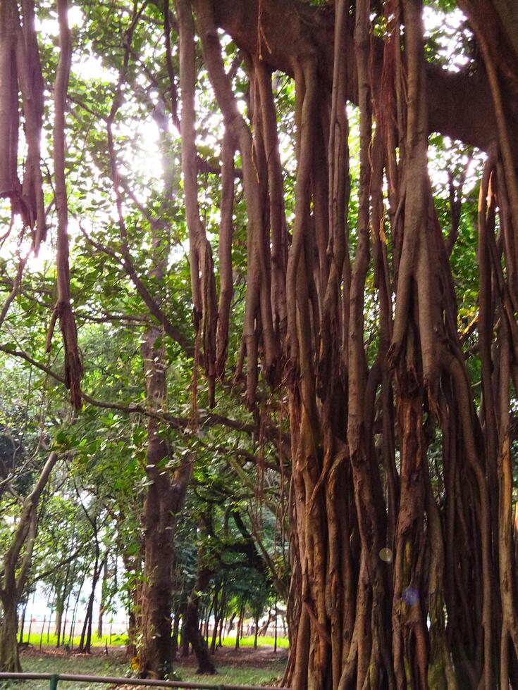 Banyan tree root photo