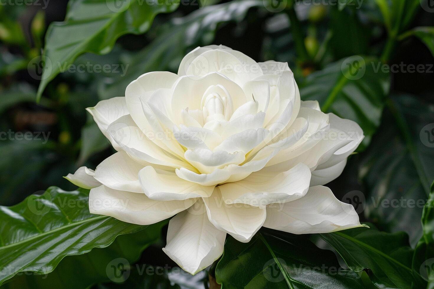 A white gardenia in full bloom against deep green leaves, symbolizing purity and elegance. photo