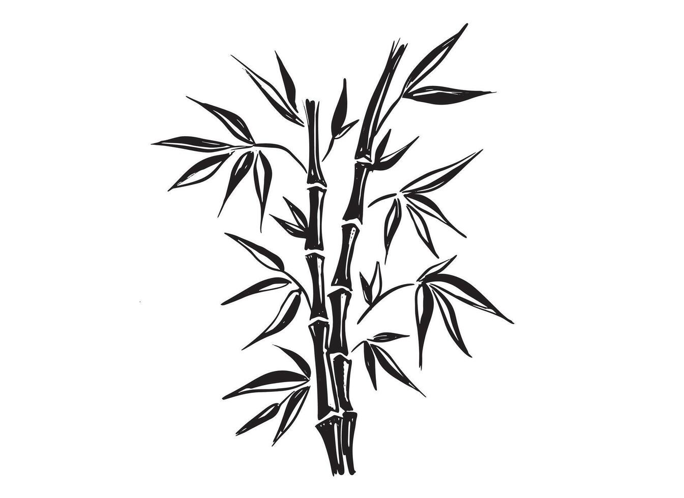 Bamboo tree on white, Hand - drawn style. vector