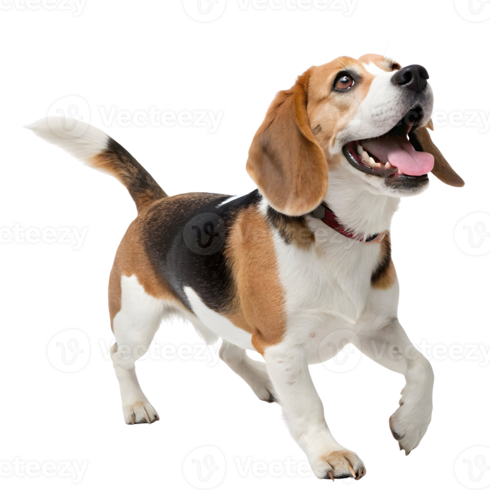 Beagle happily running with a joyful expression in a studio setting png