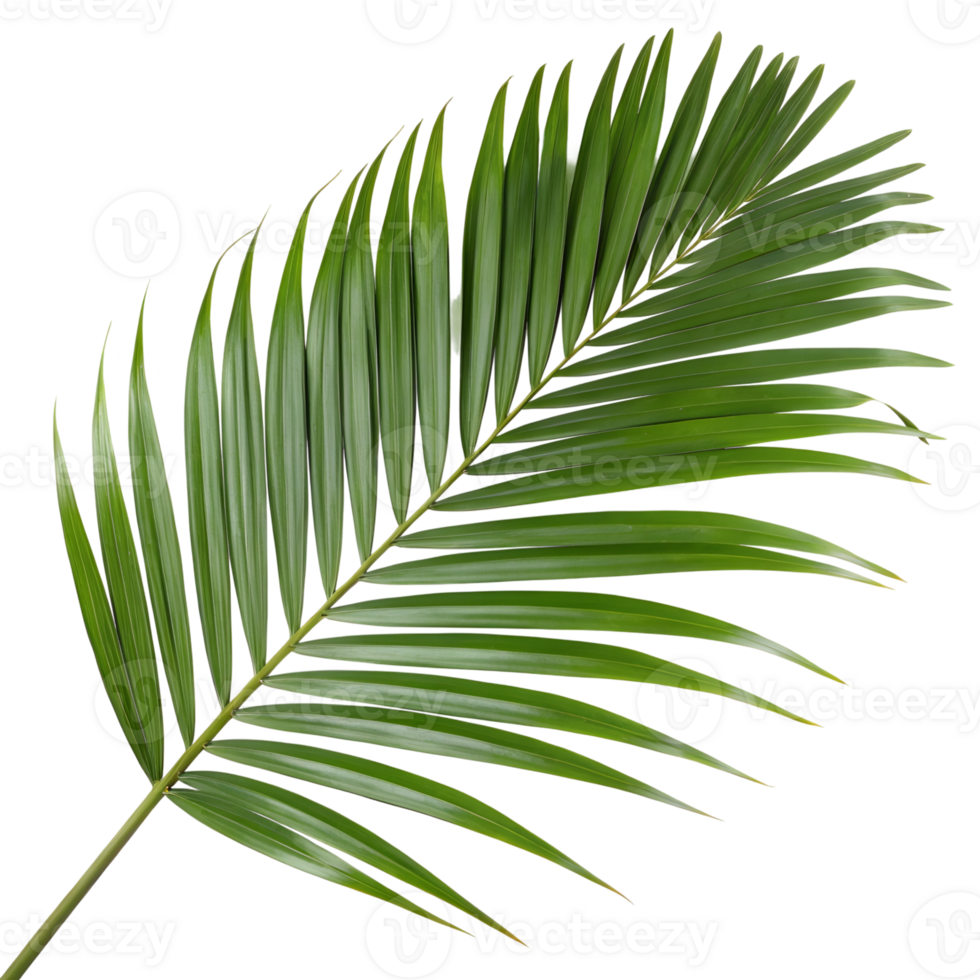 Detailed photograph of a green palm leaf showcasing its elegance and vibrant natural texture png