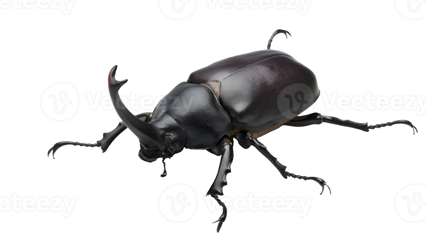 realistic three-horned beetle insect with shiny black exoskeleton, detailed stag beetle with curved horns on isolated background for science, wildlife, and nature study png