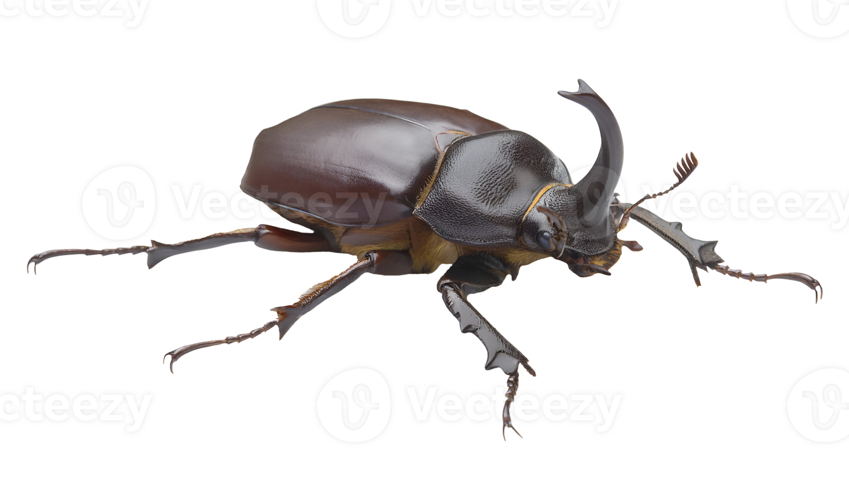 realistic three-horned beetle with dark glossy exoskeleton, large rhinoceros beetle with curved horns on isolated background for entomology, science, and wildlife illustration png
