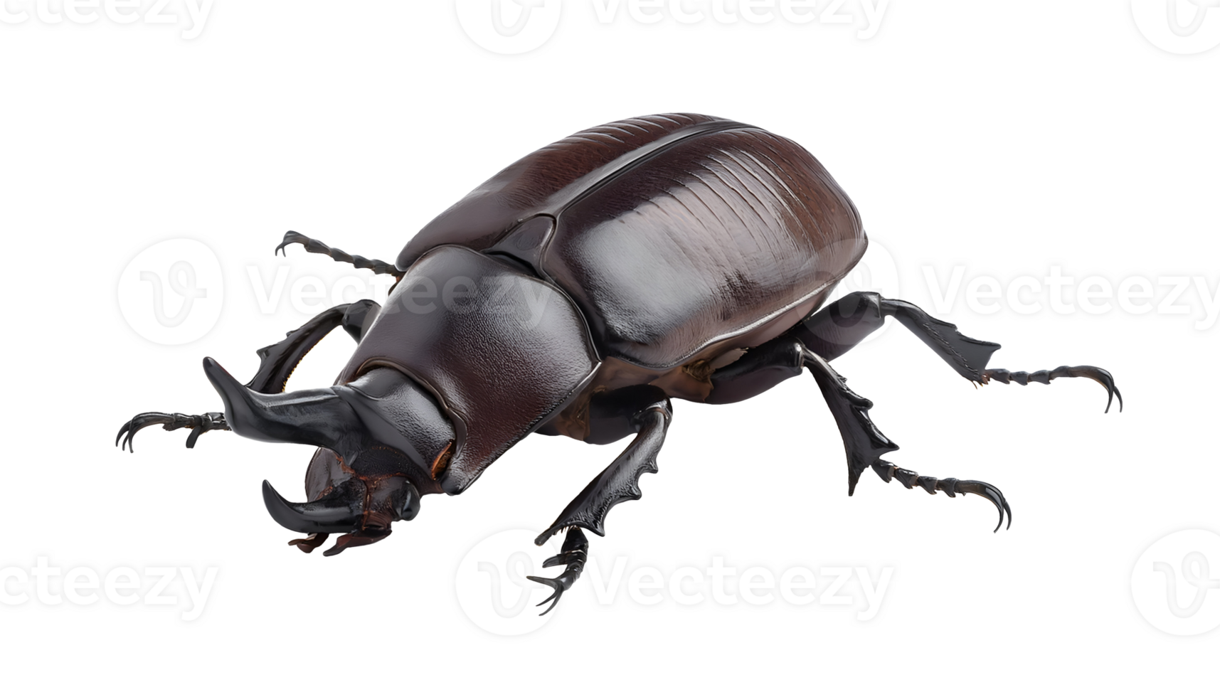 rhinoceros beetle on isolated background, glossy exoskeleton horned beetle, strong-legged scarab insect, close-up macro of exotic coleoptera species, entomology study of tropical beetle png
