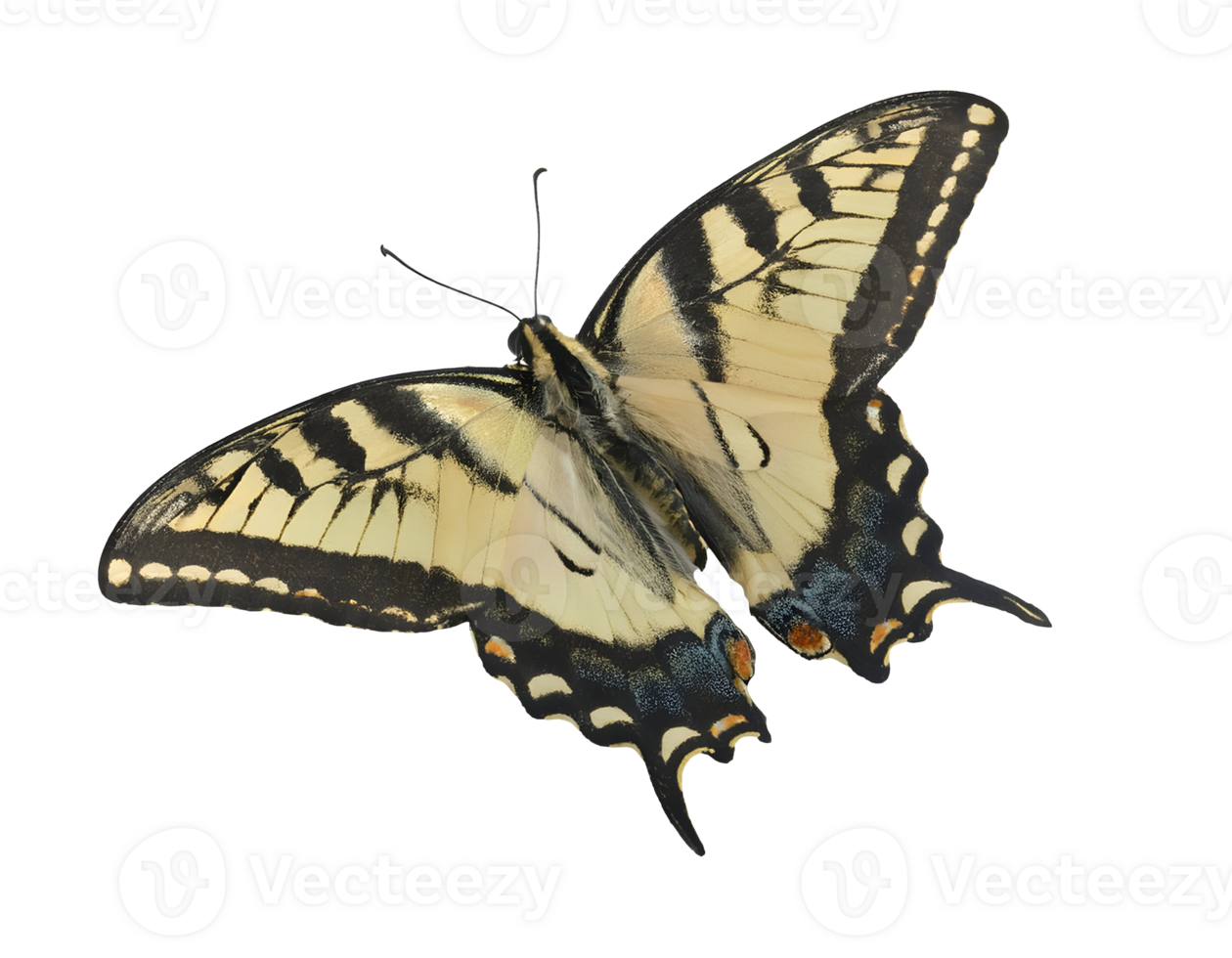swallowtail butterfly on isolated background, detailed wing pattern of papilionidae species, macro close-up of black and yellow butterfly, delicate insect with intricate wing markings png