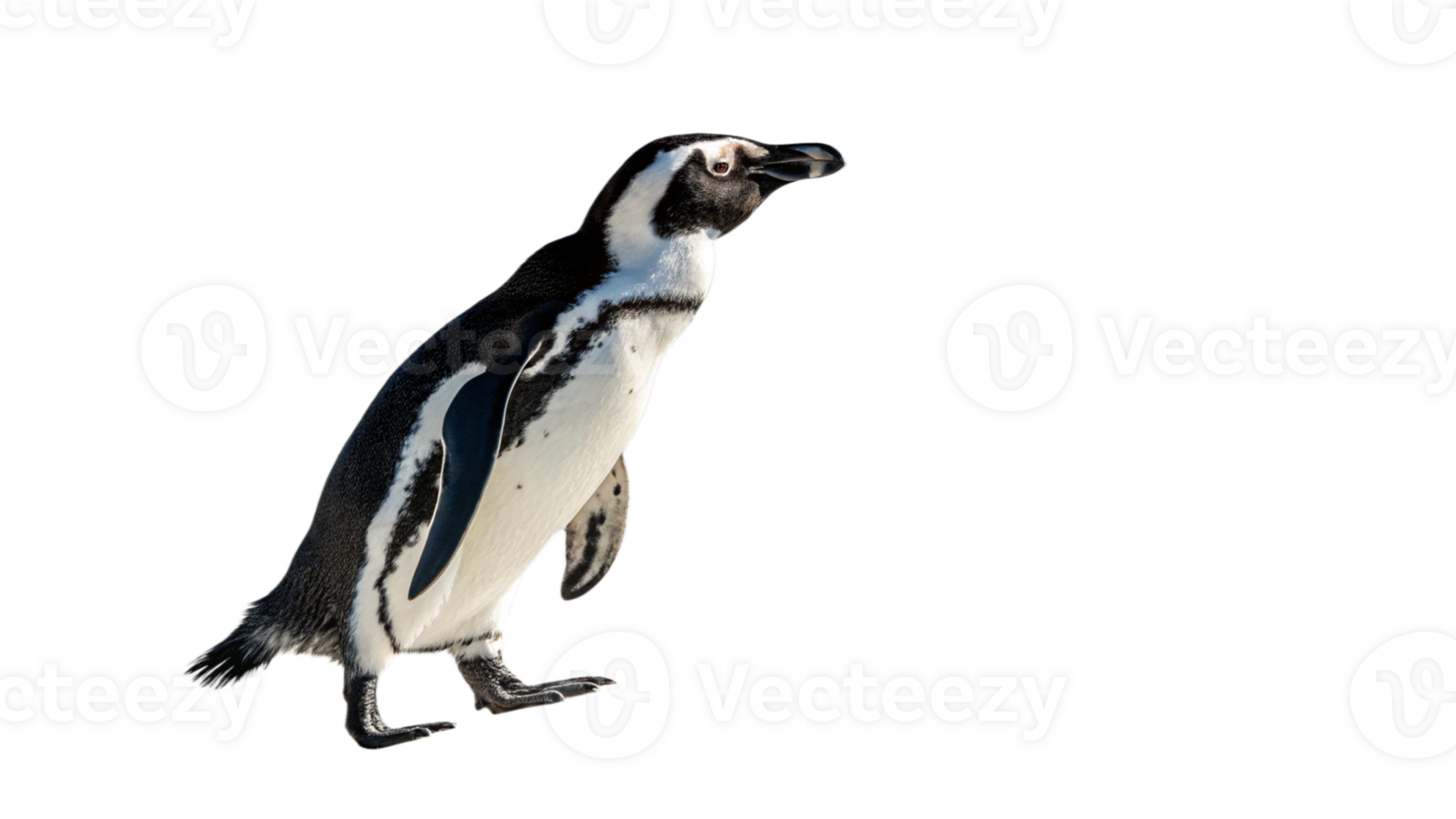 A single penguin standing on a transparent background, captured in natural light png