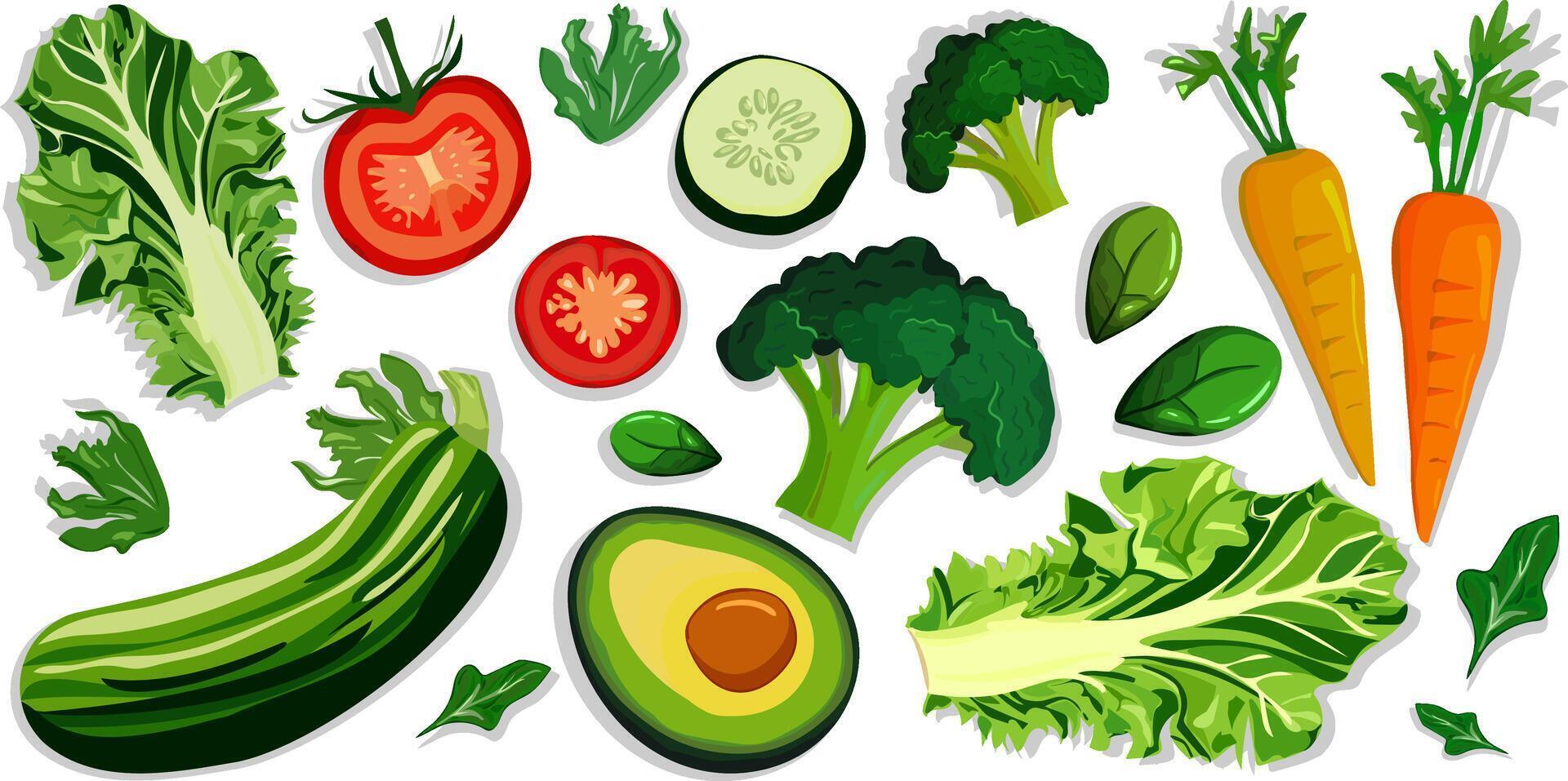 Isolated set of fresh and healthy vegetables, including lettuce, tomatoes, cucumbers, carrots, avocado, broccoli, and leafy greens on a white background web design textile cards vector