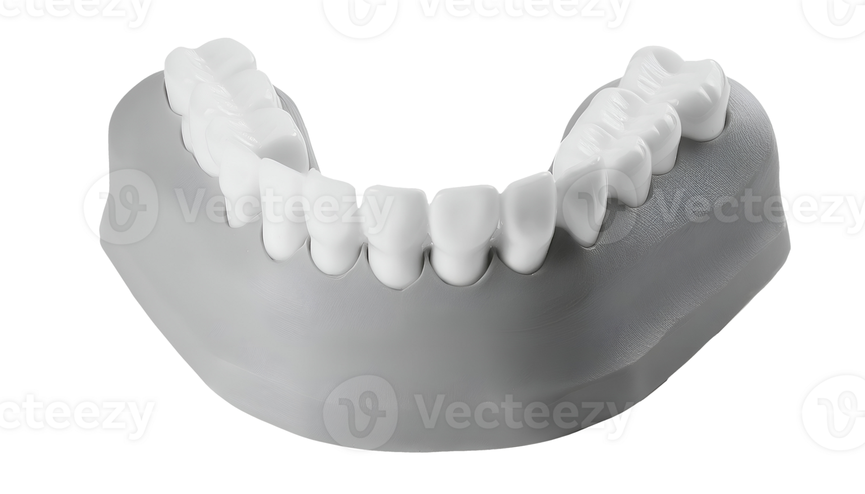 realistic 3d render of a dental model on isolated background png
