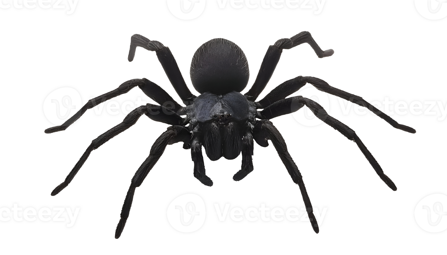 realistic 3d render of a black widow spider on isolated background png