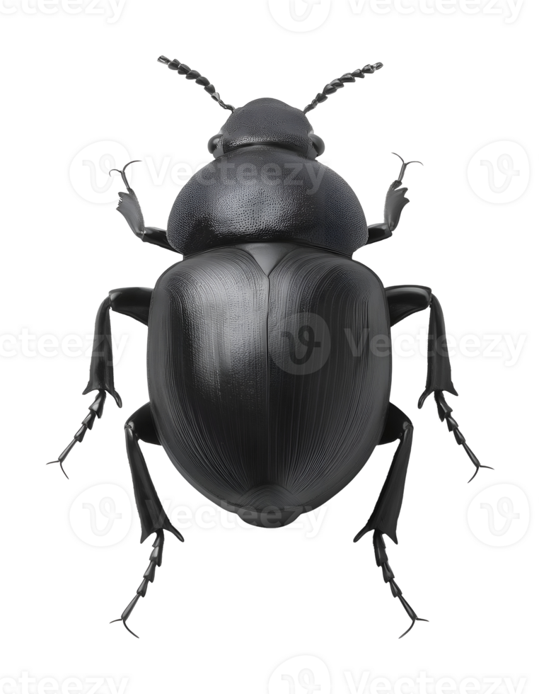 highly detailed realistic 3d render of a dung beetle on isolated background png