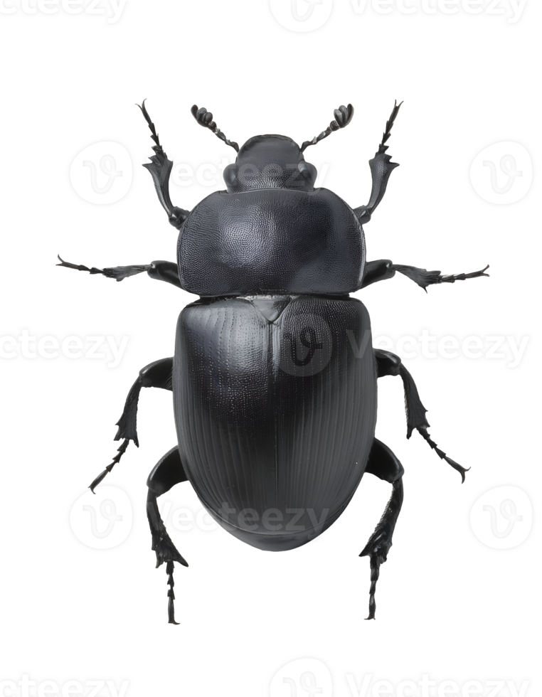 realistic 3d render of a dung beetle on isolated background png
