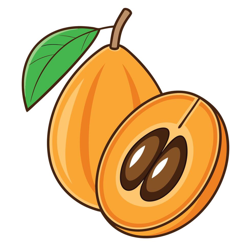 a ripe apricot with leaves and a half vector