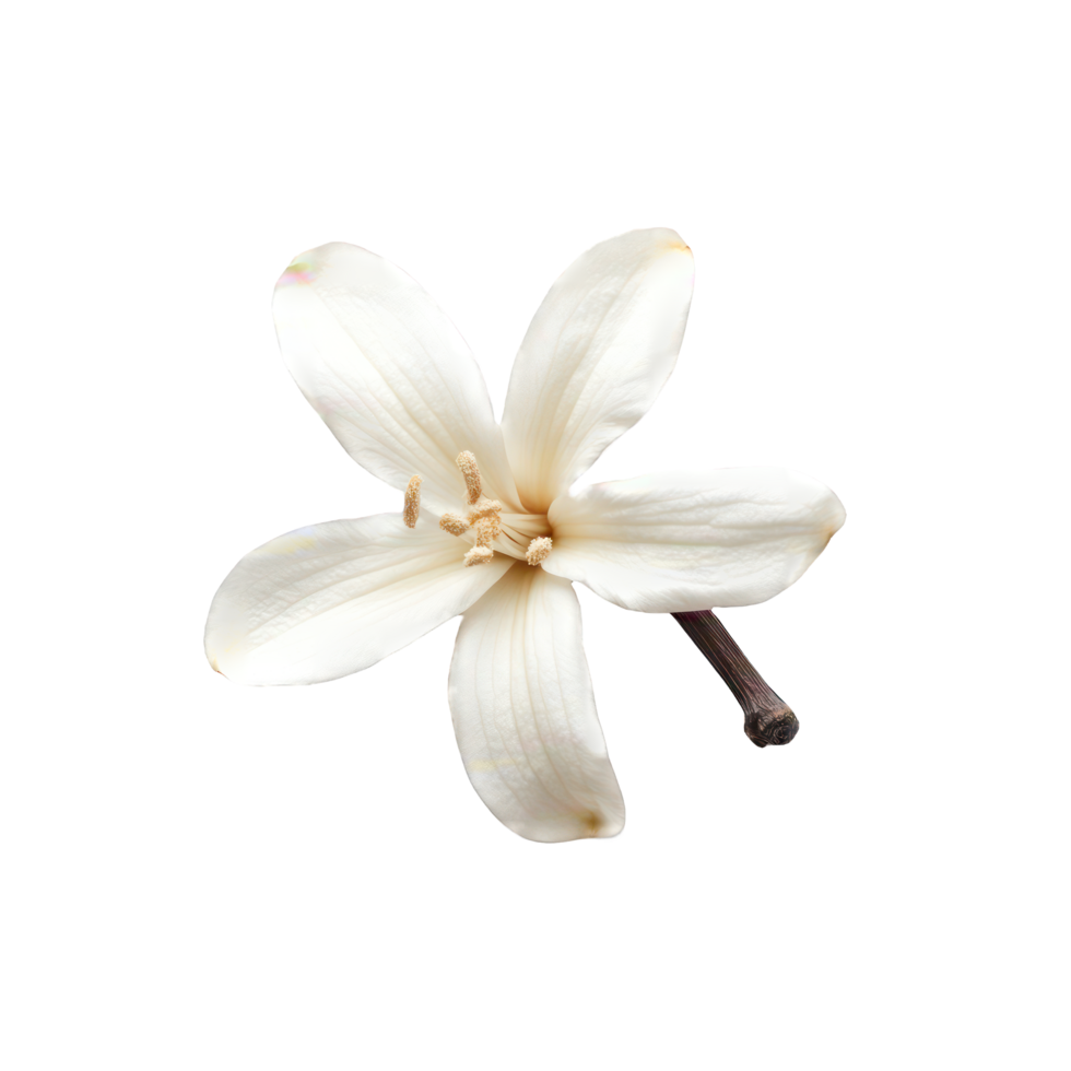 Vanilla flower on a transparent background png