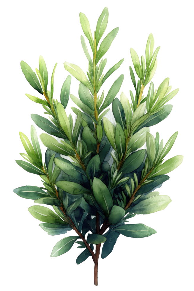 A green leafy plant with a thin stem png