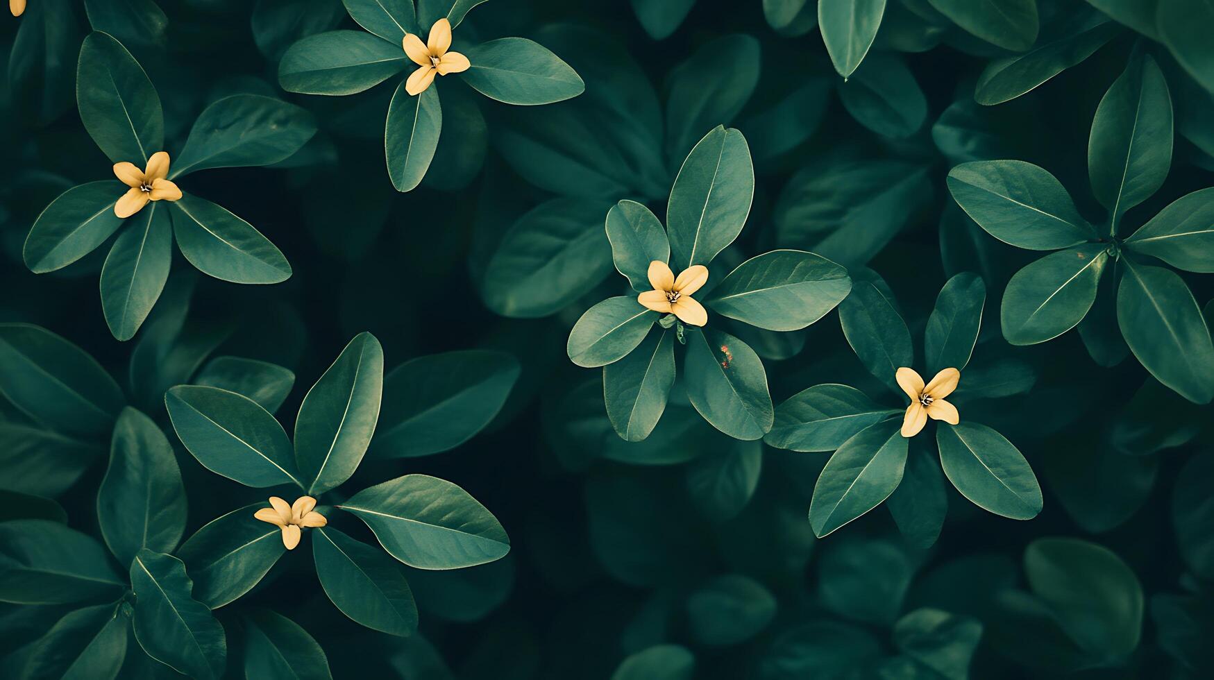 A captivating top-down view reveals vibrant yellow flowers amidst a sea of lush, dark green foliage, creating a serene natural artwork. photo