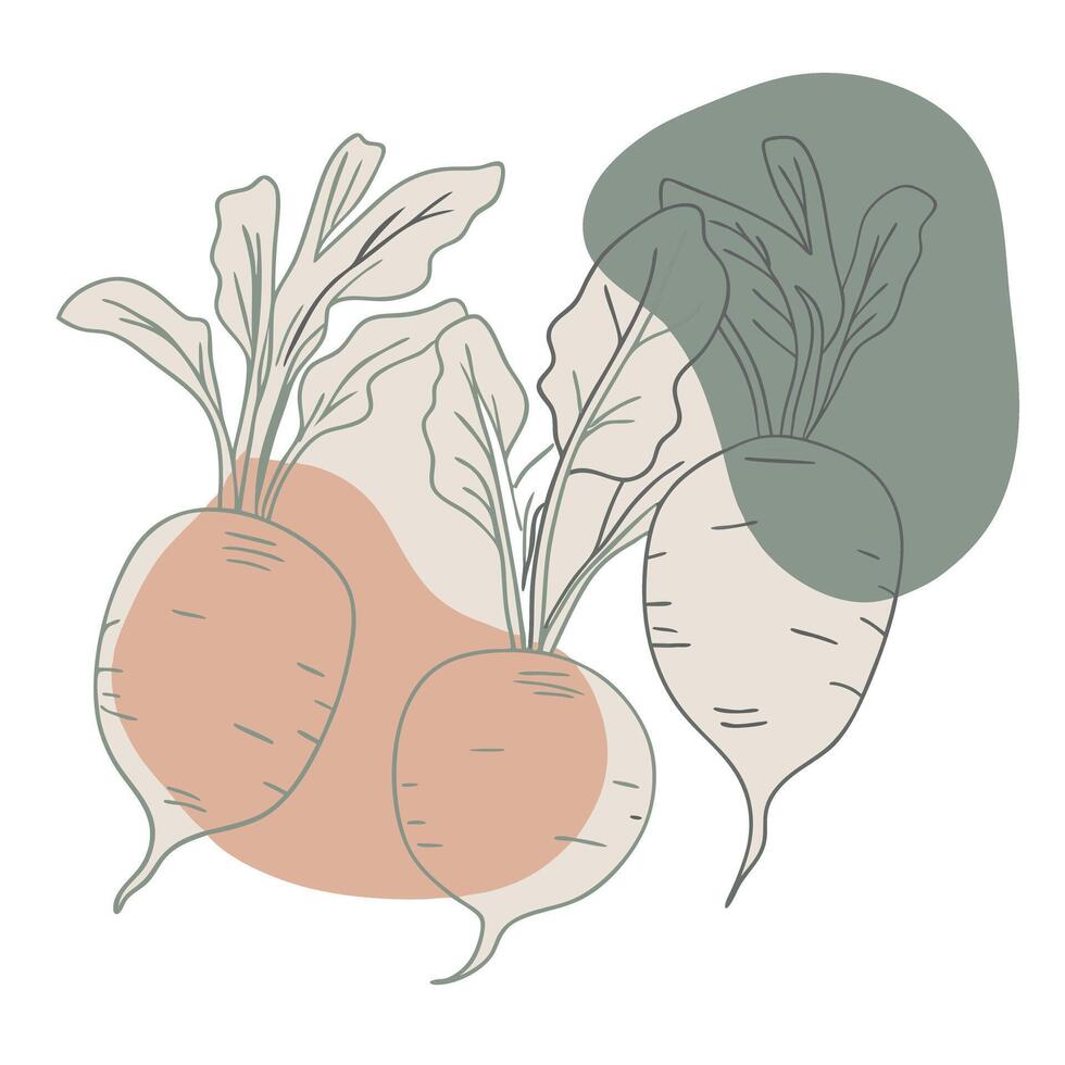 Two beets are shown in a drawing vector