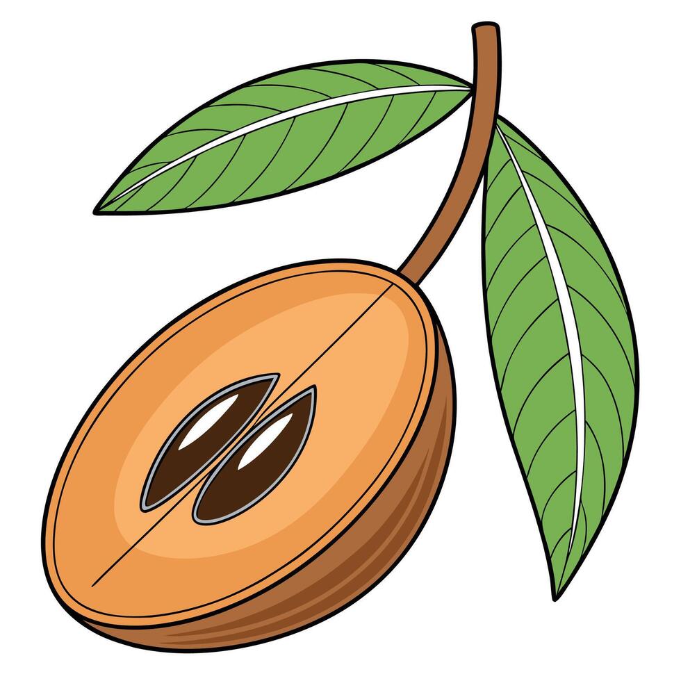 a fruit with leaves and a seed vector
