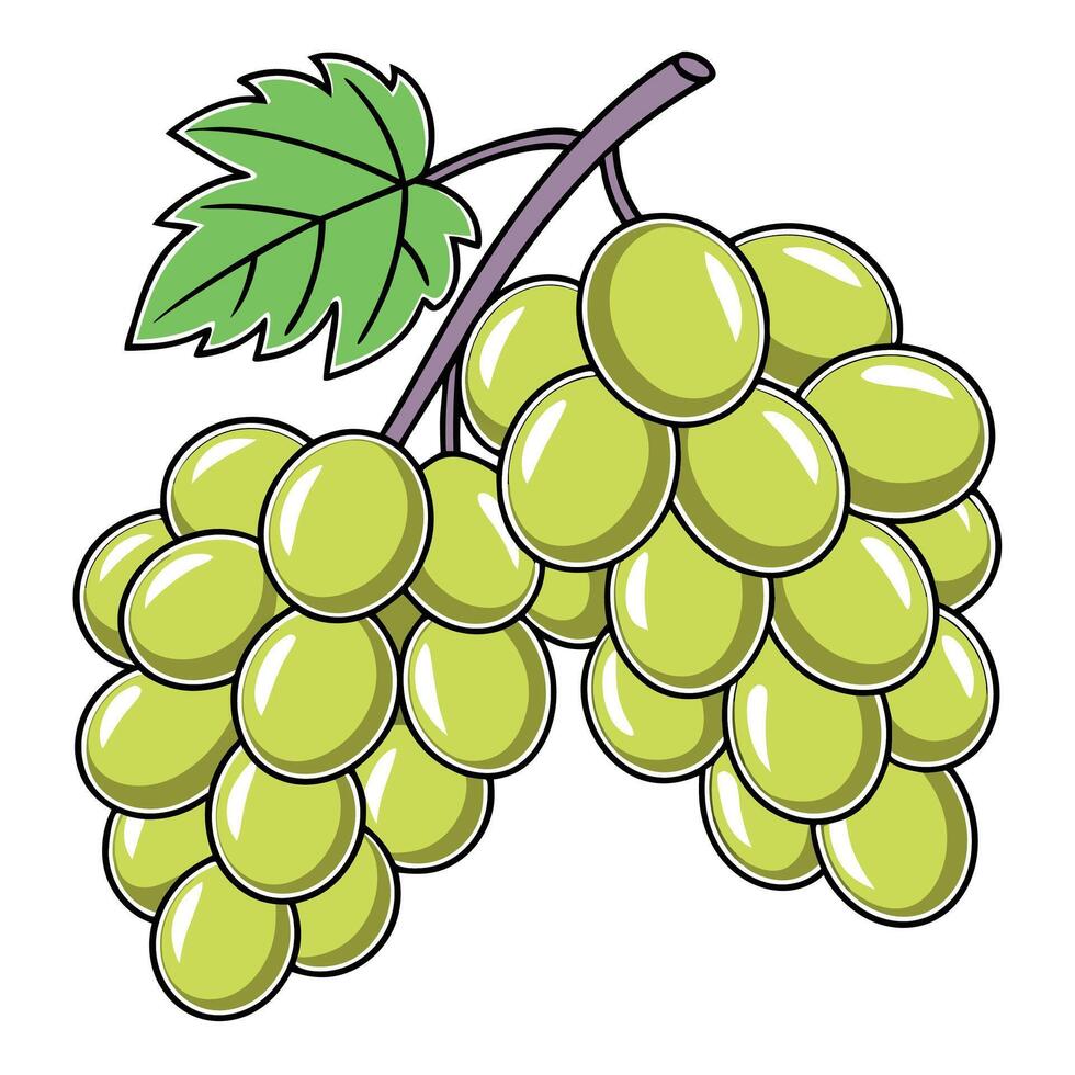 grapes white background illustration vector