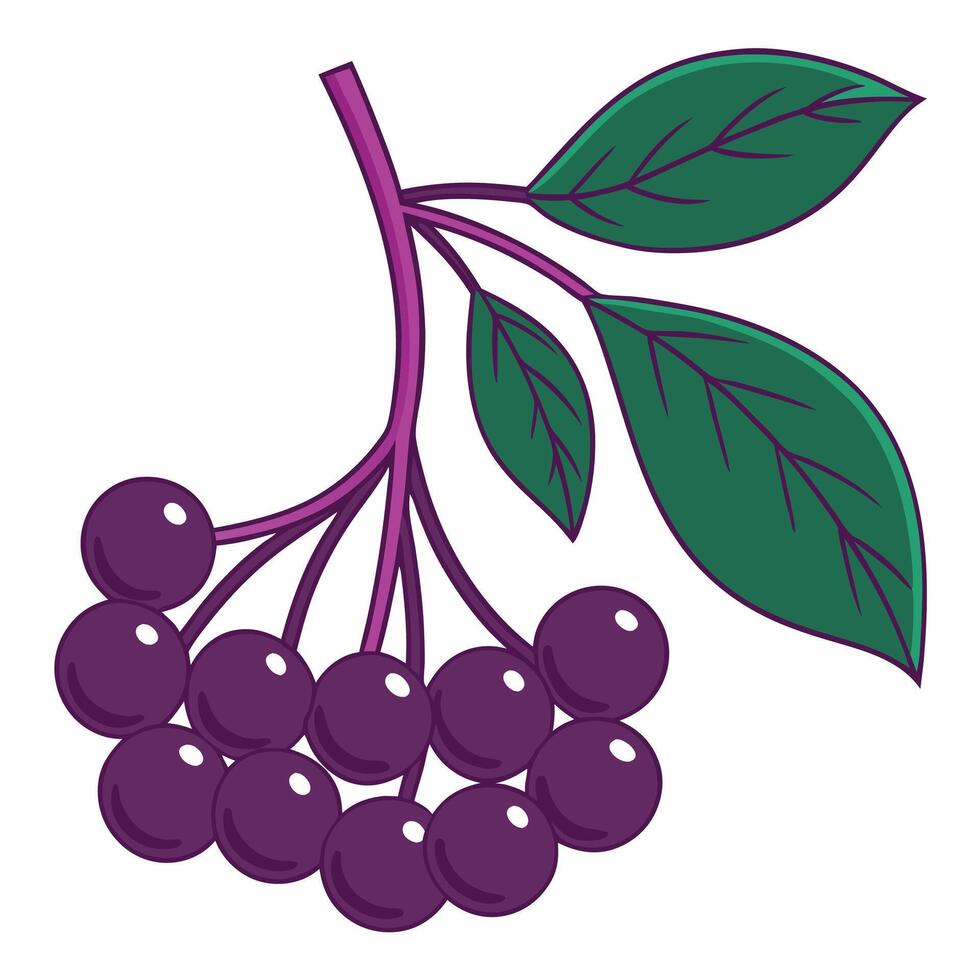 a purple rowan tree with berries and leaves vector