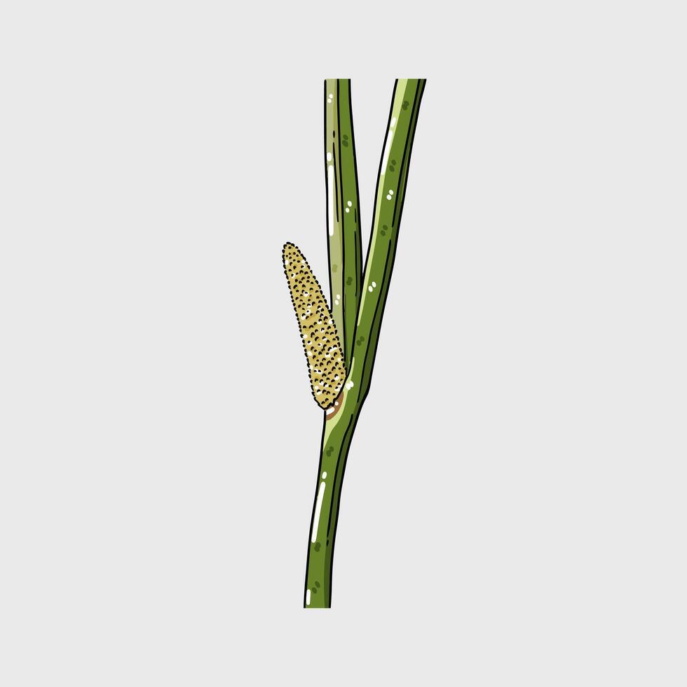 calamus root herbs and spices Illustration with isolated white background vector