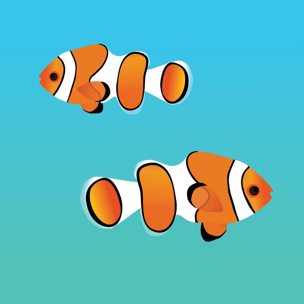 Two clownfishes swimming vector