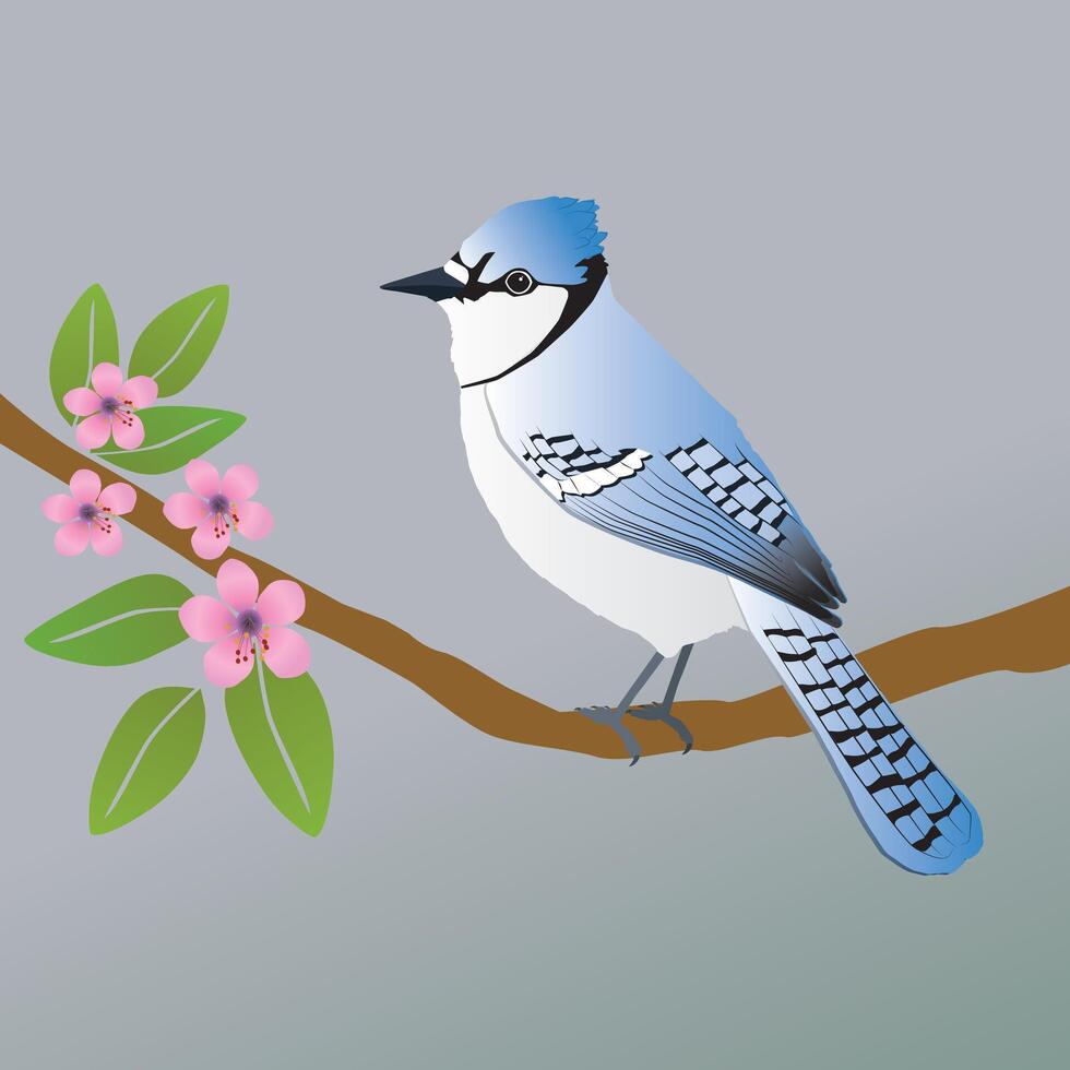 An illustration of a blue jay. He is sitting on a branch with pink blossom. vector