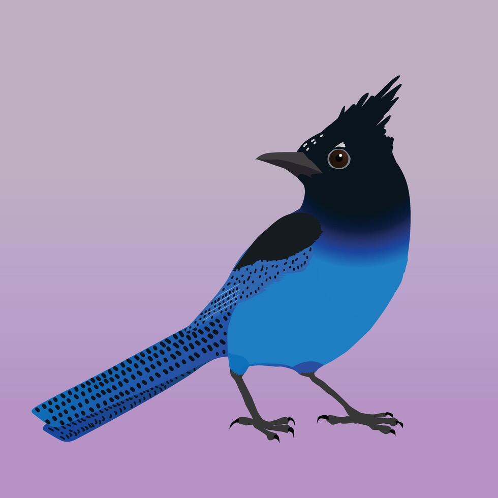 An illustration of a Steller's jay. The bird is cut out on a purple lilac gradient background. vector