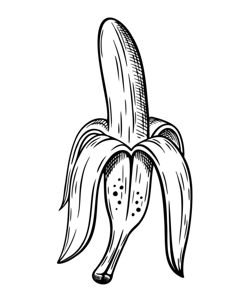 Bananas hand drawn sketch isolated on white vector
